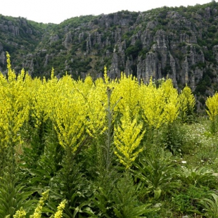 Verbascum speciosum